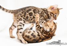 Bengal Kitten rosetted